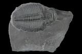 Elrathia Trilobite Molt Fossil - Utah - House Range #139712-1